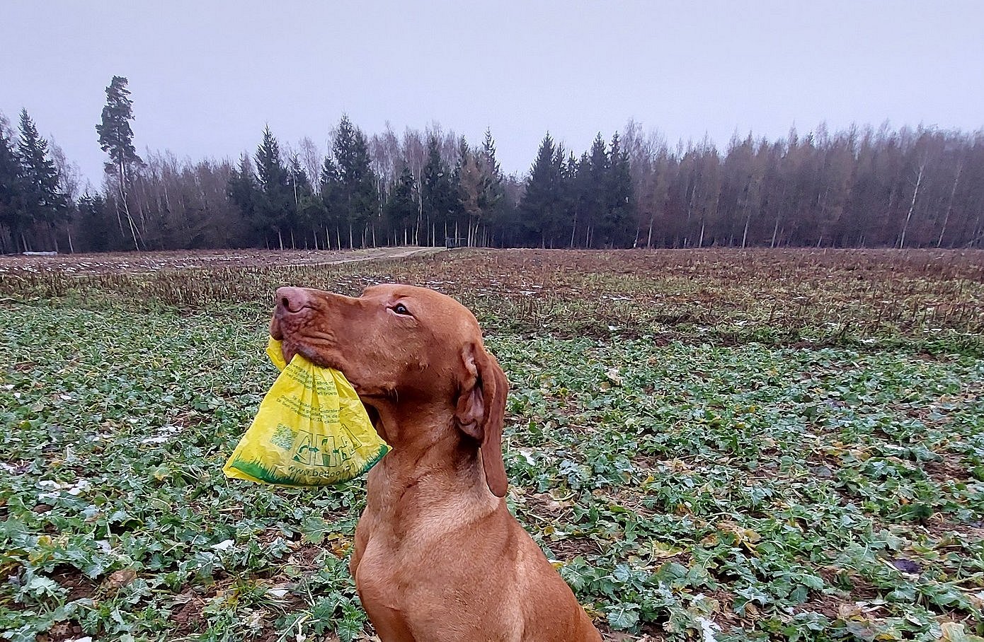 Hund mit Hundekotbeutel auf einem Feld
