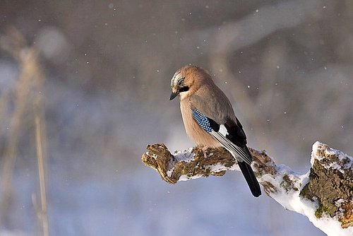Vogel im Winter von TomaszProszek