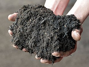 Zwei Hände gefüllt mit fertigem Kompost. 