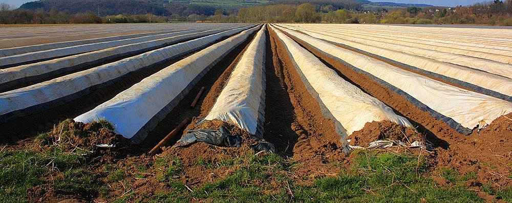 Agrarfolien auf dem Feld