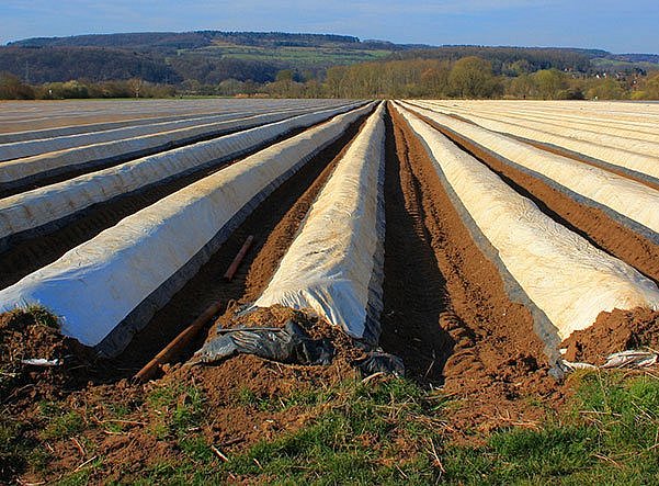 Agrarfolien auf dem Feld