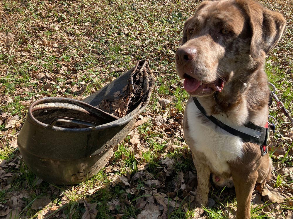 Hund beim Müllsammeln "Sauber macht lustig" 2021